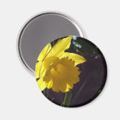 Gelbe Daffodil-Blume im Sonnenlicht Magnet (Vorderseite/Rückseite)