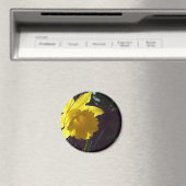 Gelbe Daffodil-Blume im Sonnenlicht Magnet (In Situ (Geschirrspüler))