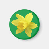 Gelbe Daffodin auf Grün Magnet (Vorne)