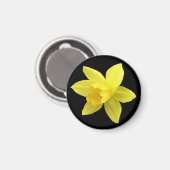 Gelbe Daffodin auf schwarz Magnet (Vorderseite/Rückseite)