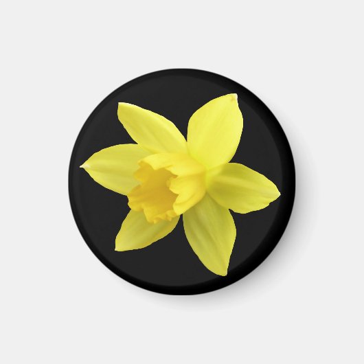 Gelbe Daffodin auf schwarz Magnet (Vorne)