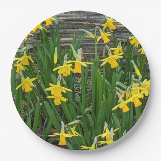 Gelbe Daffodin Blüten Pappteller (Vorderseite)