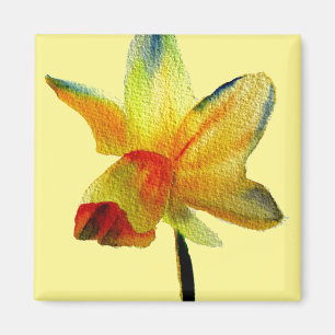 Gelbe Daffodische Aquarellkunst Frühlingskunst Blu Magnet