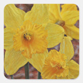 Gelbe Daffodische Blume Art Sticker (Vorderseite)