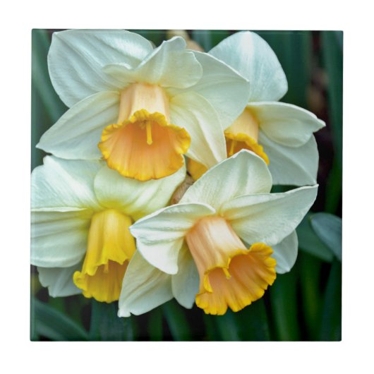 Gelbe Daffodische Blume Fliese (Vorderseite)