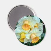 Gelbe Daffodische Blume Magnet (Vorderseite/Rückseite)