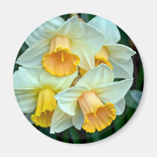 Gelbe Daffodische Blume Magnet