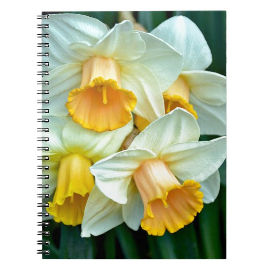 Gelbe Daffodische Blume Notizblock (Vorderseite)
