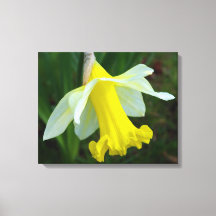 Gelbe Daffodische überzogene Canvas Print