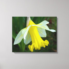 Gelbe Daffodische überzogene Canvas Print Leinwanddruck
