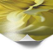Gelbe Dahlia Petals 10x8 Blume Fotodruck (Ecke)