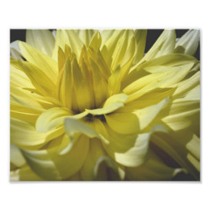 Gelbe Dahlia Petals 10x8 Blume Fotodruck