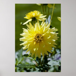 Gelbe Dahlie gerahmter Druck Poster