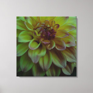 Gelbe Dahlie Leinwanddruck