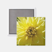 Gelbe Dahlie Magnet (Vorderseite/Rückseite)