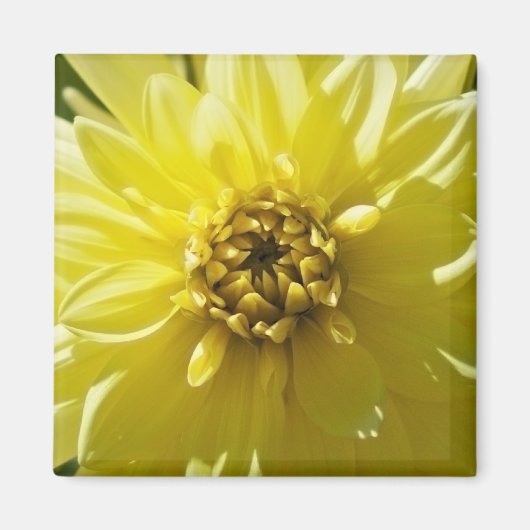 Gelbe Dahlie Magnet (Vorne)