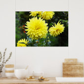 Gelbe Dahlien Poster (Küche)