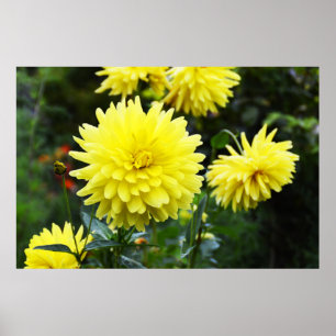Gelbe Dahlien Poster