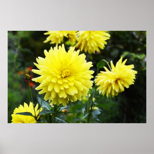 Gelbe Dahlien Poster (Vorne)