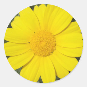 Gelbe Daisy-Aufkleber Runder Aufkleber