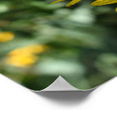 Gelbe Daisy-Blume Blumennatur Fotografie Poster (Ecke)