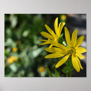 Gelbe Daisy-Blume Blumennatur Fotografie Poster