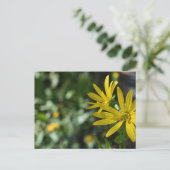 Gelbe Daisy-Blume Blumennatur Fotografie Postkarte (Stehend Vorderseite)