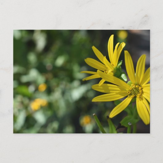Gelbe Daisy-Blume Blumennatur Fotografie Postkarte (Vorderseite)