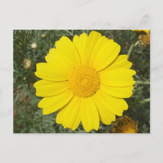 Gelbe Daisy-Postkarte, anpassen Postkarte (Vorderseite)