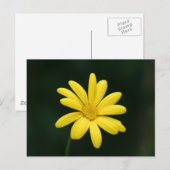 Gelbe Daisy-Postkarte Postkarte (Vorne/Hinten)