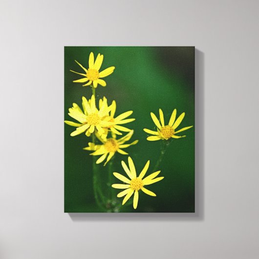Gelbe Daisy-Wildblumen Leinwanddruck (Vorderseite)