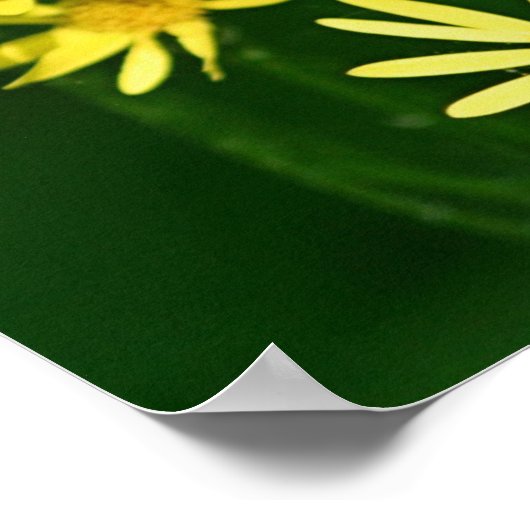 Gelbe Daisy-Wildblumen Poster (Ecke)