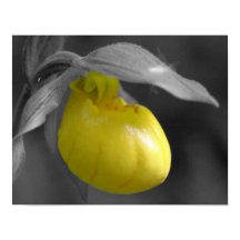 Gelbe Dame Slipper Orchid-Blume partielle Farbe