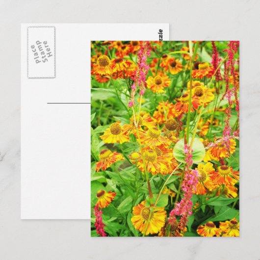 Gelbe Echinacea-Blume Postkarte (Vorne/Hinten)