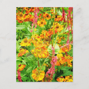 Gelbe Echinacea-Blumen Postkarte