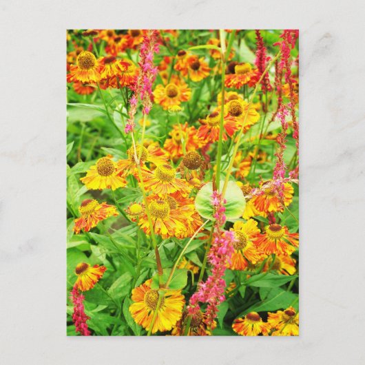 Gelbe Echinacea-Blumen Postkarte (Vorderseite)