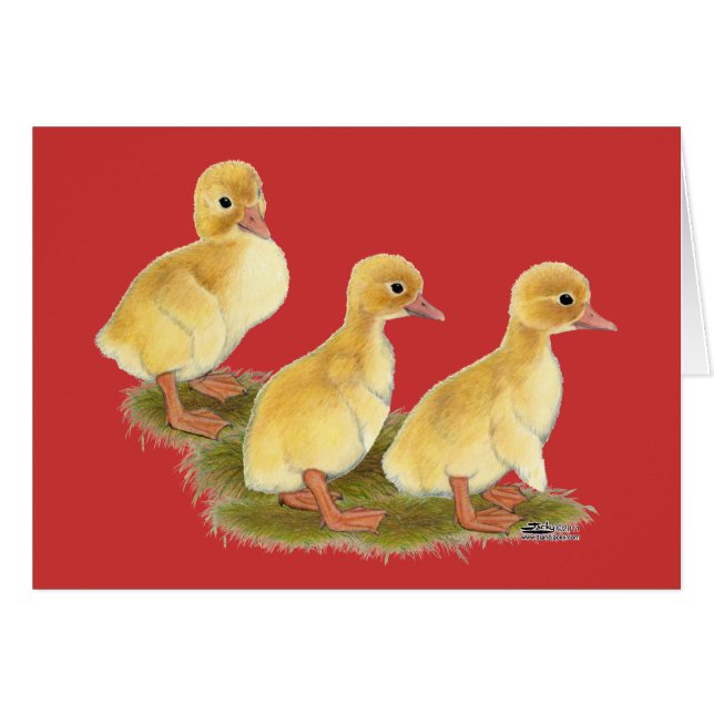 Gelbe Encklings (Vorderseite (Horizontal))
