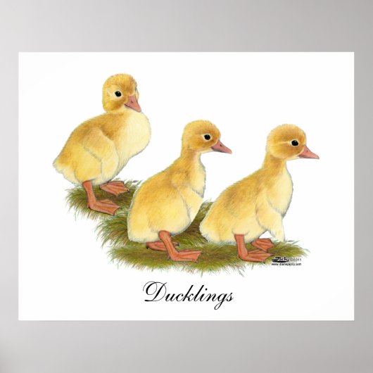 Gelbe Encklings Poster (Vorne)