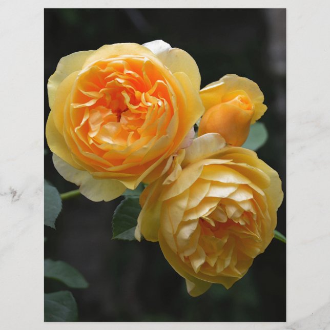 Gelbe Englische Rose (Vorderseite)