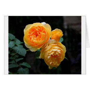 Gelbe Englische Rose