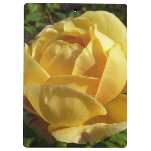 Gelbe Englische Rose Klemmbrett (Rückseite)