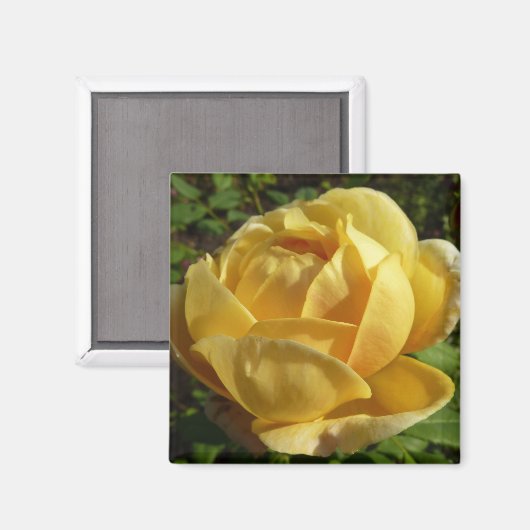 Gelbe Englische Rose Magnet (Vorderseite/Rückseite)