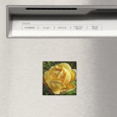 Gelbe Englische Rose Magnet (In Situ (Geschirrspüler))