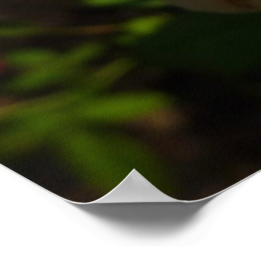 Gelbe Englische Rose Poster (Ecke)