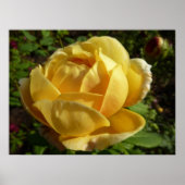 Gelbe Englische Rose Poster (Vorne)