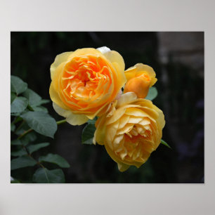 Gelbe Englische Rose Poster