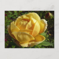 Gelbe Englische Rose