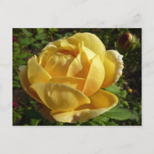 Gelbe Englische Rose Postkarte