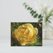 Gelbe Englische Rose Postkarte (Stehend Vorderseite)