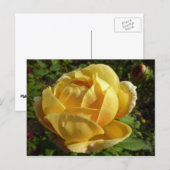 Gelbe Englische Rose Postkarte (Vorne/Hinten)